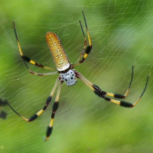 Golden-Silk Spider  Back by masaiwarrior
