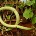 Snake cucumber