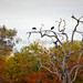 Three Woolly-necked storks in a dead tree