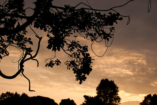 Sunnybrook tangled branches at sundown - #177/365 by PJMixer