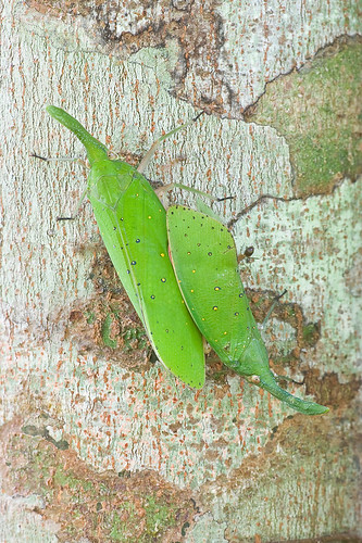 green lantern bugs mating, Pyrops shiinaorum shiinaorum IMG_6748 copy lantern bugs of malaysia 