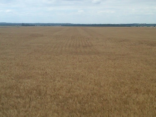 pre wheat harvest 11