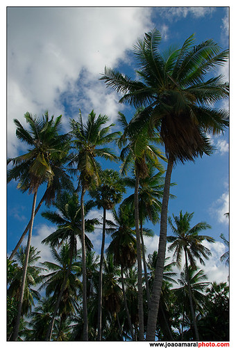 Coconut Palm Tree by joaoamaralphoto