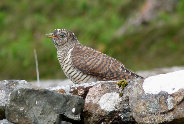 24523 - Cuckoo, Isle of Mull