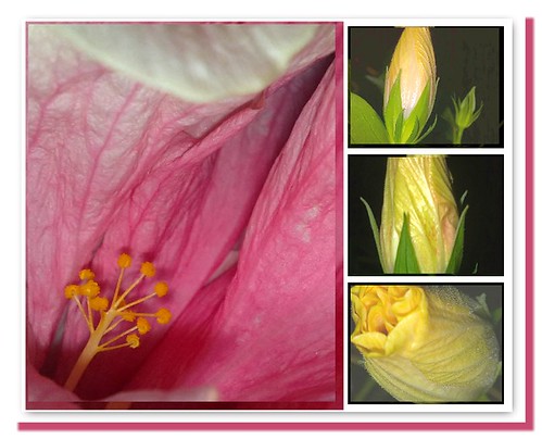 My hibiscus life collage