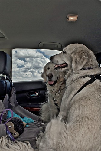 Daily Driving Dogs 13 July 2011 (HDR)