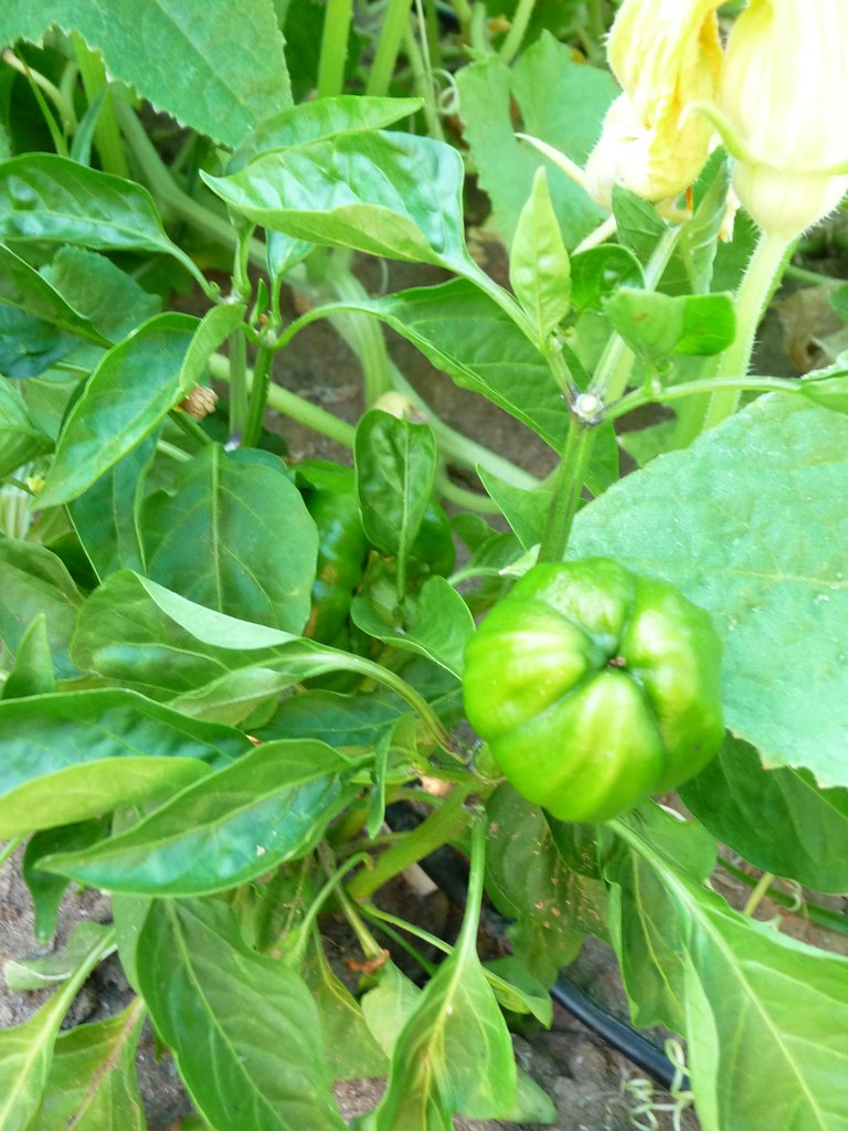 Miniature Green Pepper