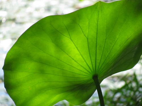 lily pad leaf