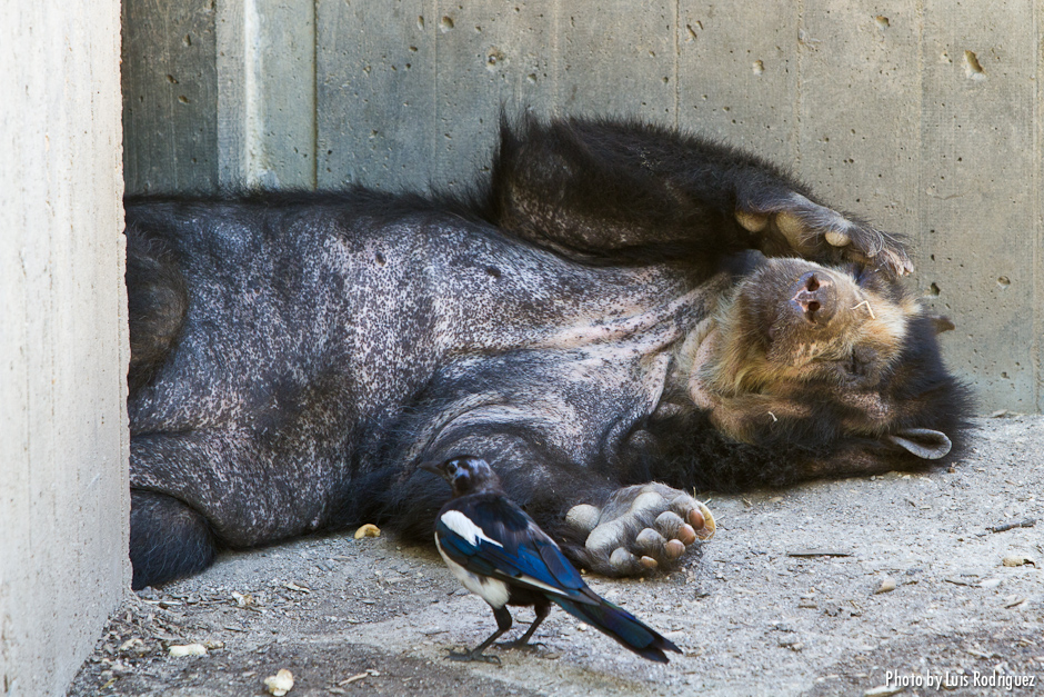 Este simpático oso se estaba echando la siesta a pierna suelta