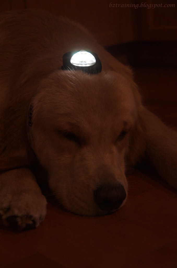 Henry with a Headlamp