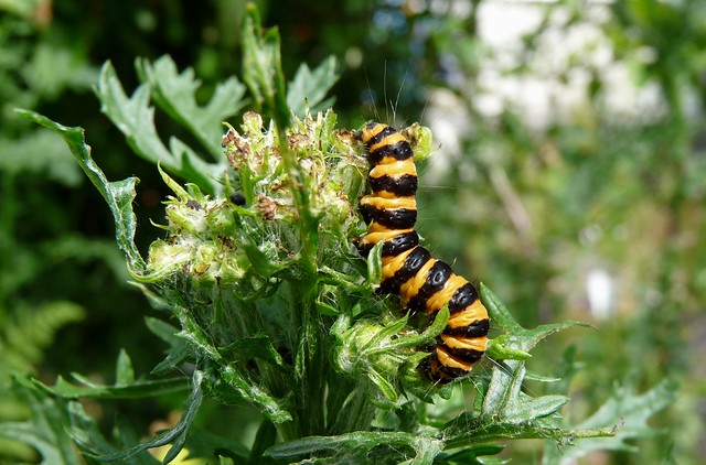 24698 - Cinnabar Moth Caterpillar, Garden