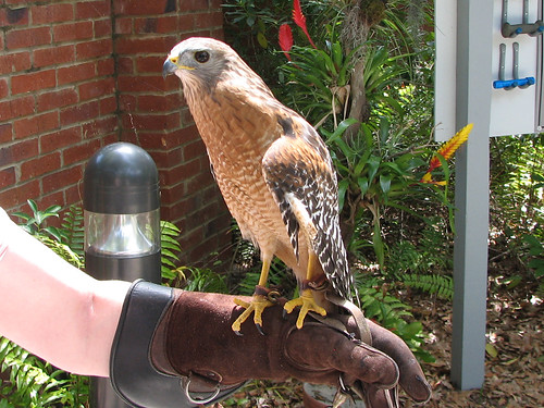Picasso the Red-shouldered Hawk