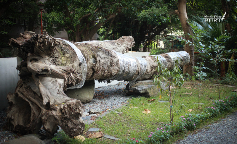 青田76  被挖出來的，埋在松山層的老樹