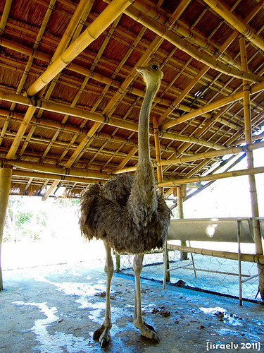 Ostrich by israelv