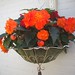 Begonias are great for shade