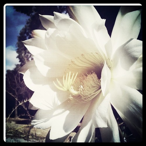 Playing around with Instagram at the Stanford Cactus Garden
