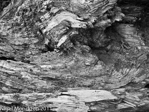 1000/510: 26 July 2011: Old wood by nmonckton