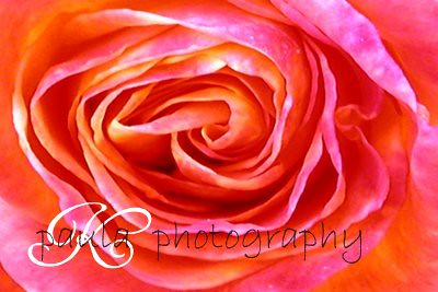 orange pink rose