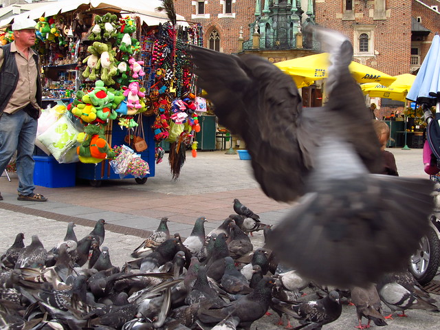 Krakow Square, pigeons