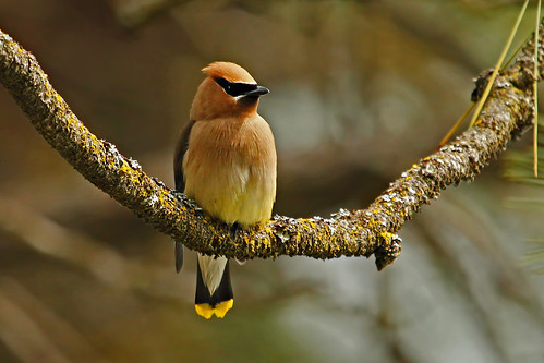 Waxwing in the Pines