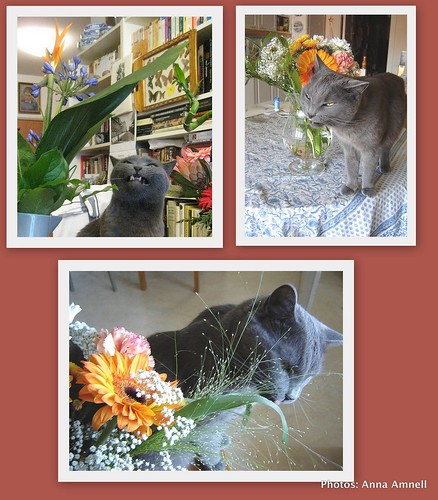 Nestor-Cat-Eating-Flowers by Anna Amnell