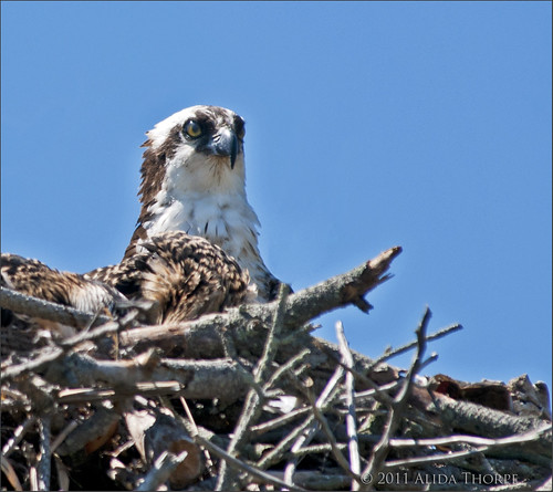Osprey, Heckscher State Park by Alida's Photos