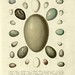 Die Eier der Vögel Deutschlands i, 1818