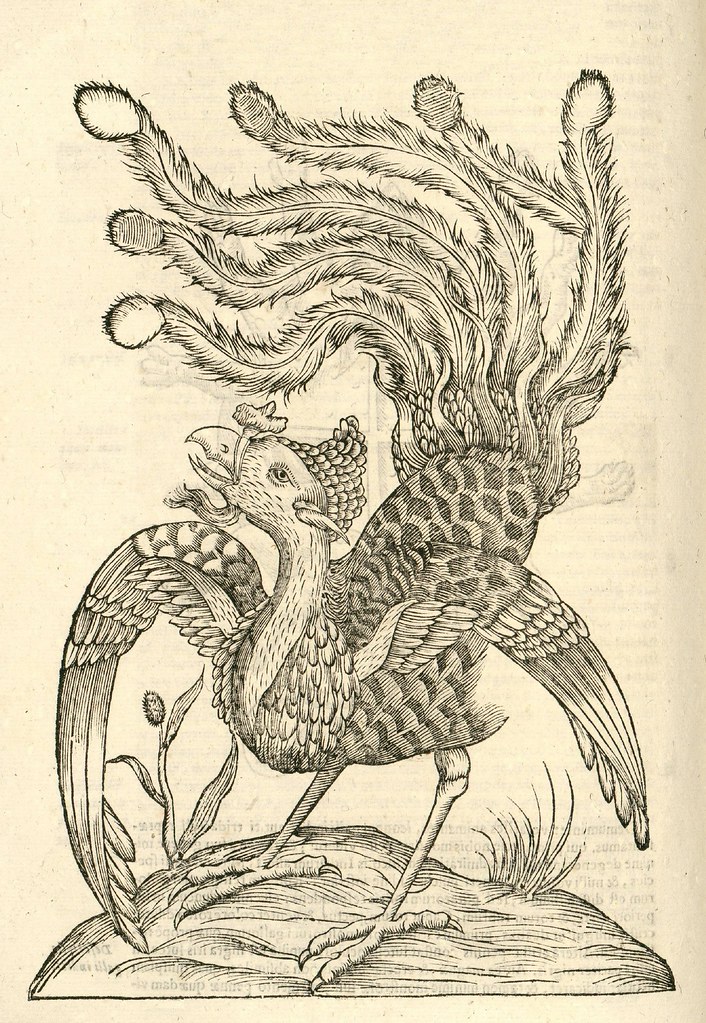 16th century woodcut of chicken monster by Aldronvandi