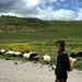 Pastora de ovelhas