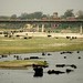 Milhares de bufalos se refrescando no rio de Agra