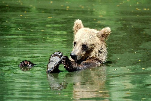 Bear Cub Bath Time