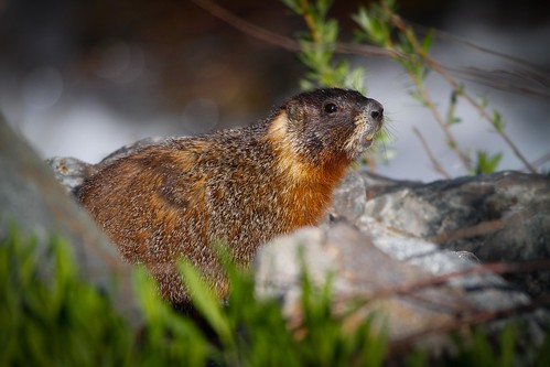 Yellow-bellied marmot-4.JPG