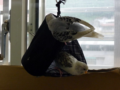 利用口罩自製鳥帳篷