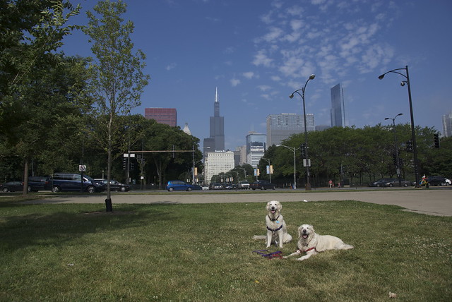 Daily We Still Call It The SEARS Tower Dogs 19 July 2011