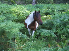 New Forest ponies