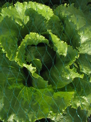 lettuce vegetable garden intrinsic motivation