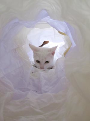 cat tunnel