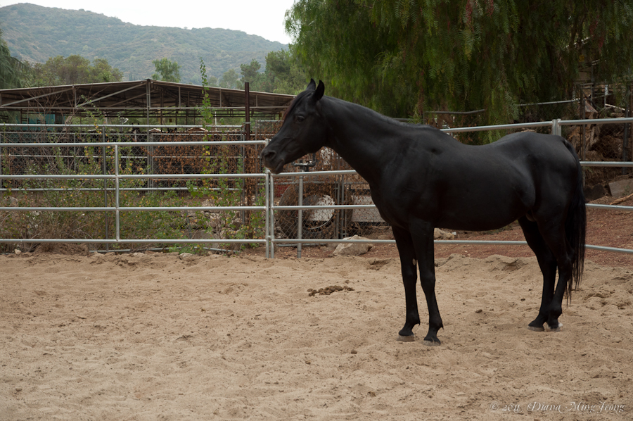 Mason, The Black Stallion