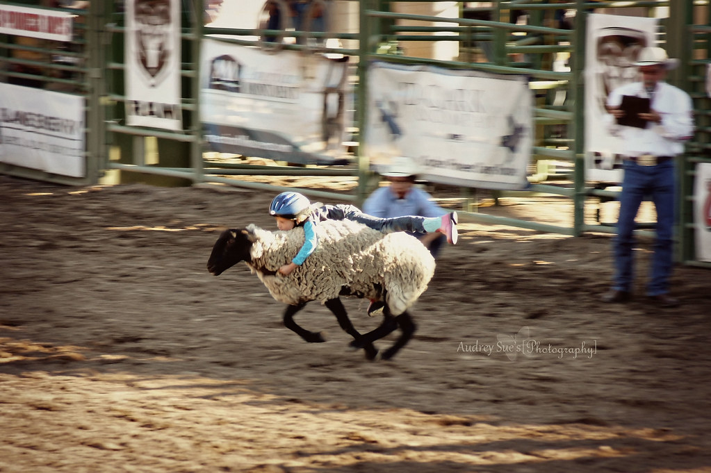 2011rodeo4