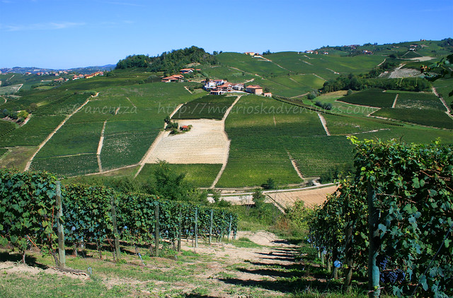 vista vigne delle langhe Piemonte