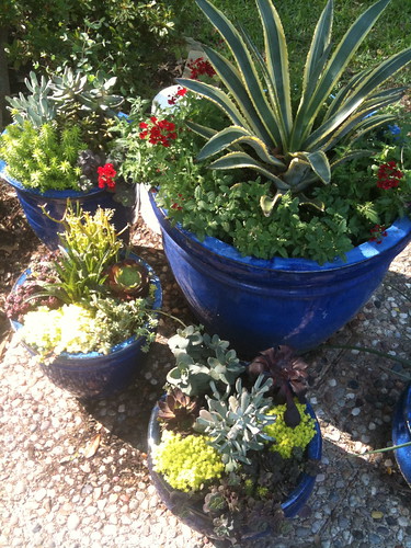 Colorful pots full of succlents in the Dallas patio garden of Shawn Ashmore