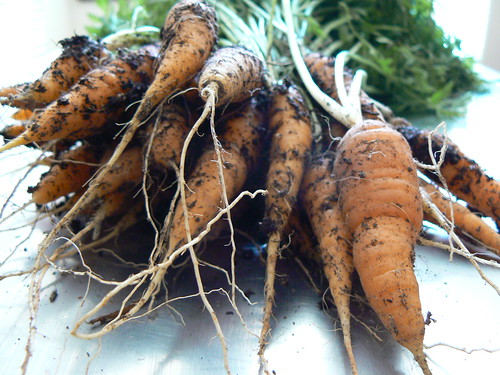 Carrot Harvest #57 (Dirty on Stainless)
