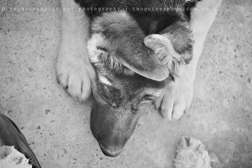 Romeo, German Shepherd, twoguineapigs pet photography at Dogue's Winter Sale 2011 in Manly