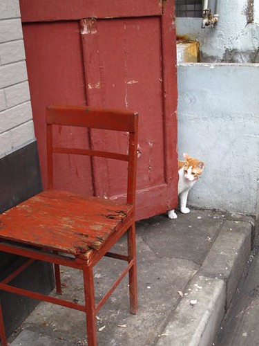 Shanghai kitty