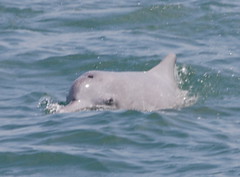 徜徉台灣西海岸的台灣白海豚，需要更保育關注，莫聞攝。