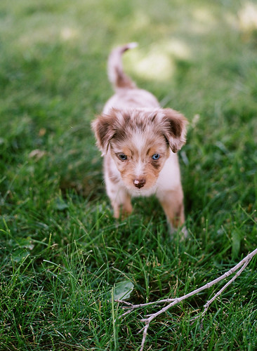 Cutest Aussie Shepherd Puppy  by mat4226