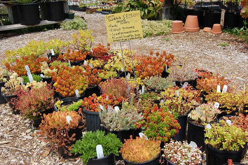 Sedum Grouncovers Rock by FarOutFlora