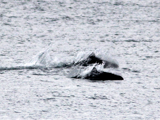 Dall’s porpoises 20110625