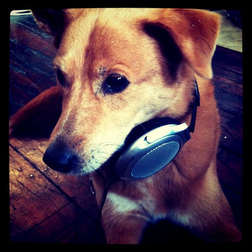 DJ Daisy #Dog
