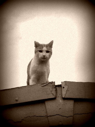 Rudi on the garage roof sepia